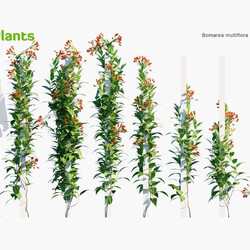 Globe Plants Vol 23 Bomarea Multiflora 